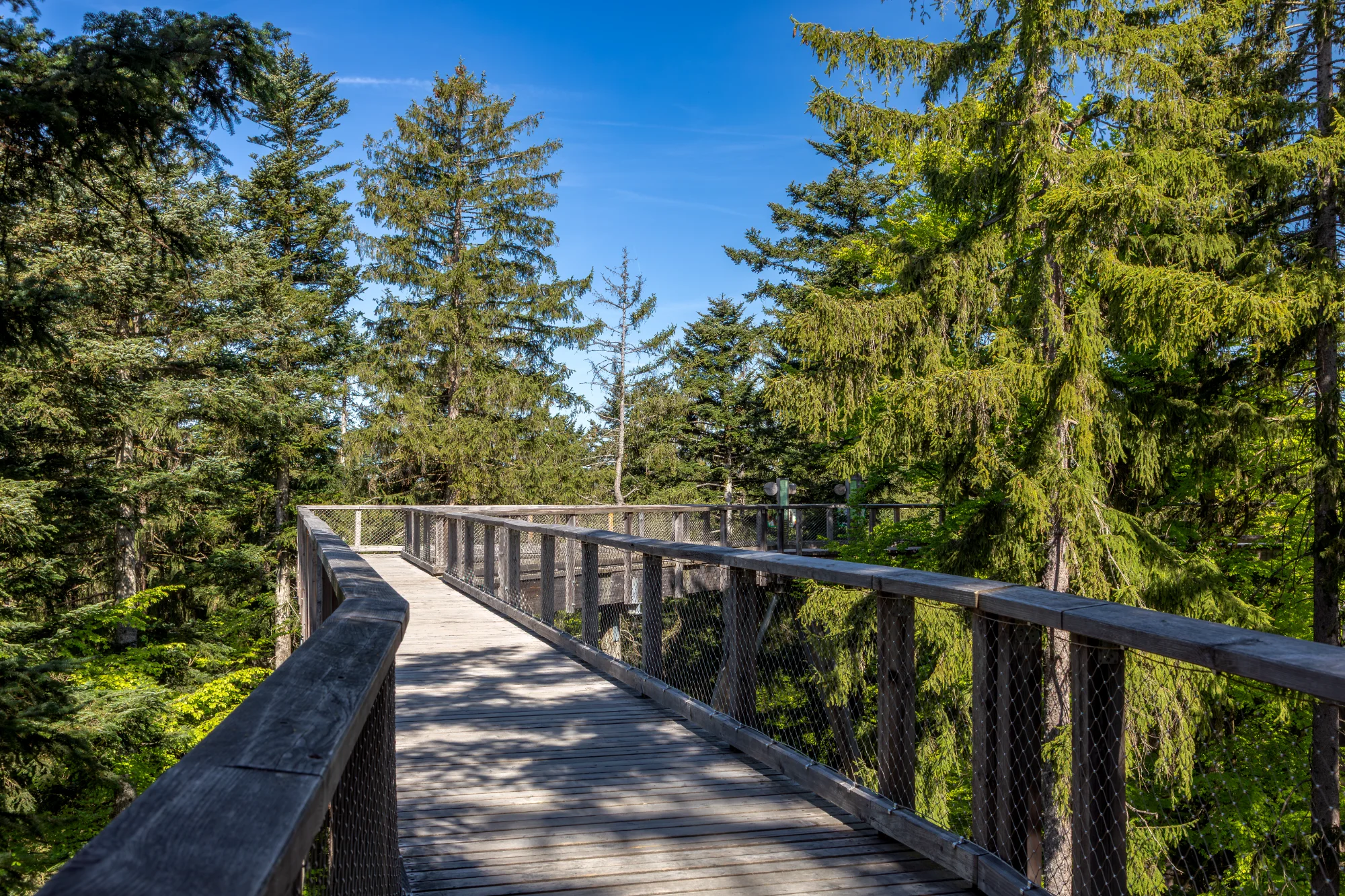 Promenade des cimes à travers la forêt